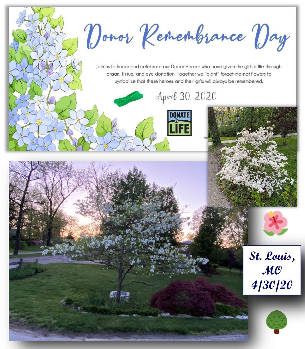 Honoring #DonorRemembranceDay 2020 in our #StLouis community. 🙏🏻Humbled by generosity of #OrganDonors & their families in sharing  #GiftOfLife w/ patients in need. Forget-me-not flowers🌼symbolize their ongoing legacy. @SLUHospital @midamtransplant @AOPOHQ @DonateLifeMO @UNOSNews