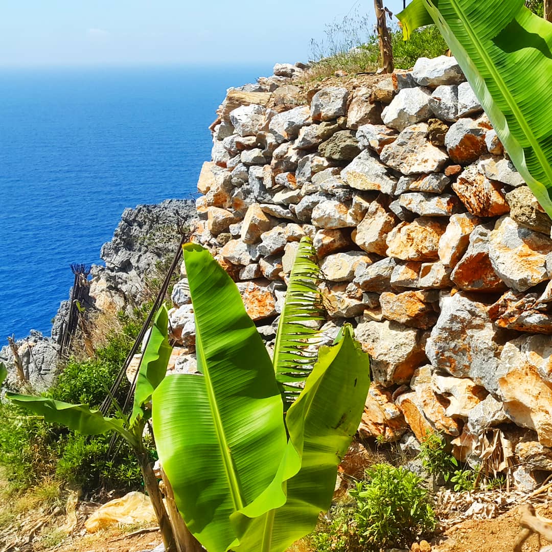 🌴❤🍌🍌🍌

#muz #drtropic #tropik #tropic #deniz #meyve #yemek #lezzet #fruit #vegan #deniz #manzara #scenery #antalya #antalyaturkey #turkey #turkish #scenery #photography #photooftheday #sea #photo #gurme #banana #gurme #nefis #1mayıs #geliyorlar #picemiyeti
