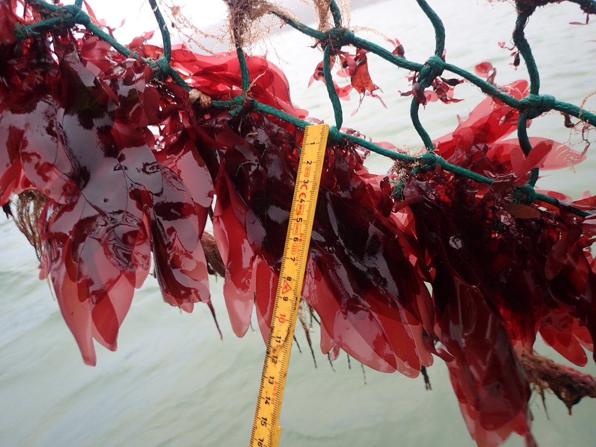 Seaweed news: Mette and Peter from DSC have been busy and published a new protocol for dulse production, based on their last 4 years of research. Find it here: tinyurl.com/y74rebcl #seaweedcultivation #aquaculture