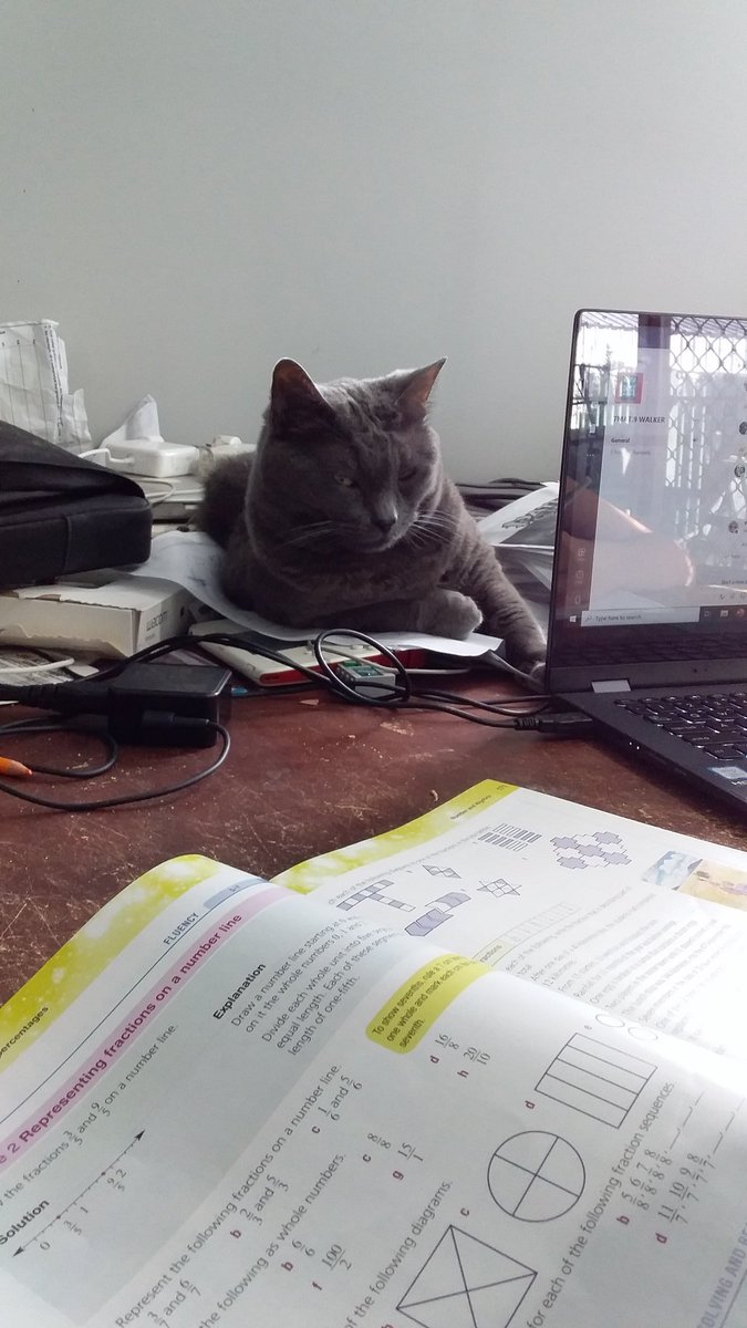 drstip's tweet photo. #studycat helping the year 7 kid https://t.co/YVY16BkaHZ