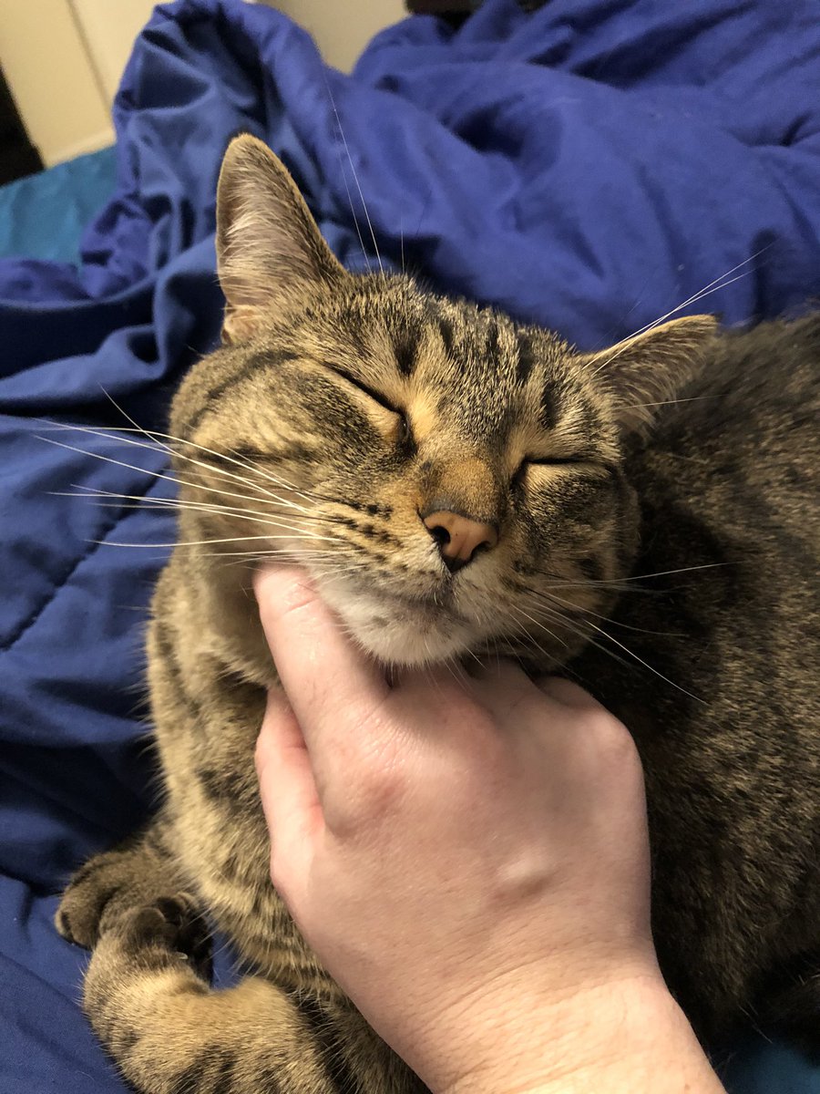 briarbyhart's tweet photo. Bliss.😻 #Capaldi #Capaldito #MrCapaldi #tabbiesoftwitter #catsoftwitter https://t.co/JvYP26TDRG