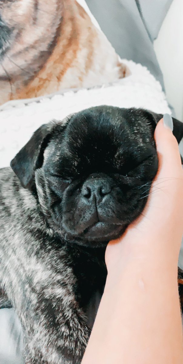 MC_Carter377's tweet photo. Enjoy these pictures of Stormi the Pug https://t.co/CrnheK3fIX