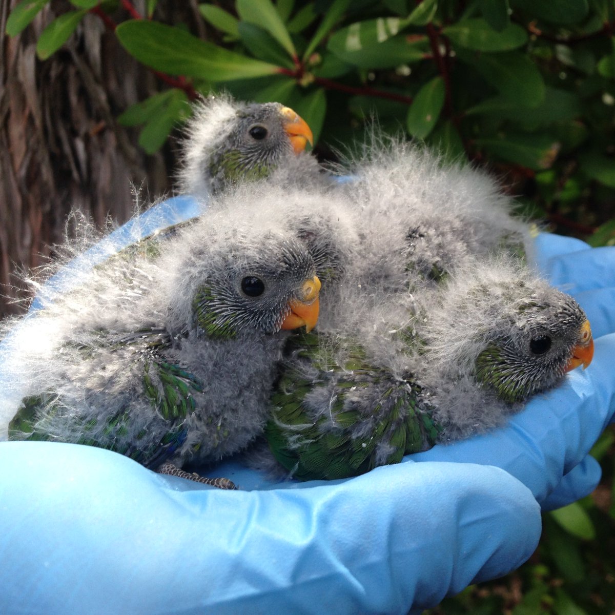 teamswiftparrot's tweet photo. Check out our latest #parrot research, paid for with crowd funding #OperationOBP πππ₯³
https://t.co/uKlShTAZC6
You can help us do more conservation #science by donating at https://t.co/jJHDlBqCPB https://t.co/jlKGrivx5E