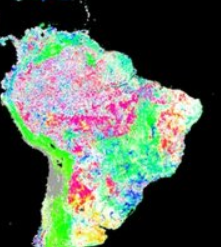 Concernant la déforestation sous les tropiques, l'étude de Chen et al. montre bien les dégâts (en rouge/rose) en Amazonie et dans toute la zone allant de Sumatra à la Papouasie, zones de forêts primaires.