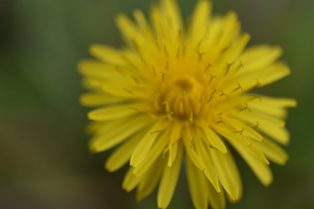 TANUKItoSHIKAto's tweet photo. 仕事帰ってきて
のんびりお写んぽ🚶📷
今日はmicroレンズをつけて😊
#写真好きな人と繫がりたい
#写真撮る人と繋がりたい
#Nikond5500
#Nikonmicro https://t.co/XzAnLRMzH9