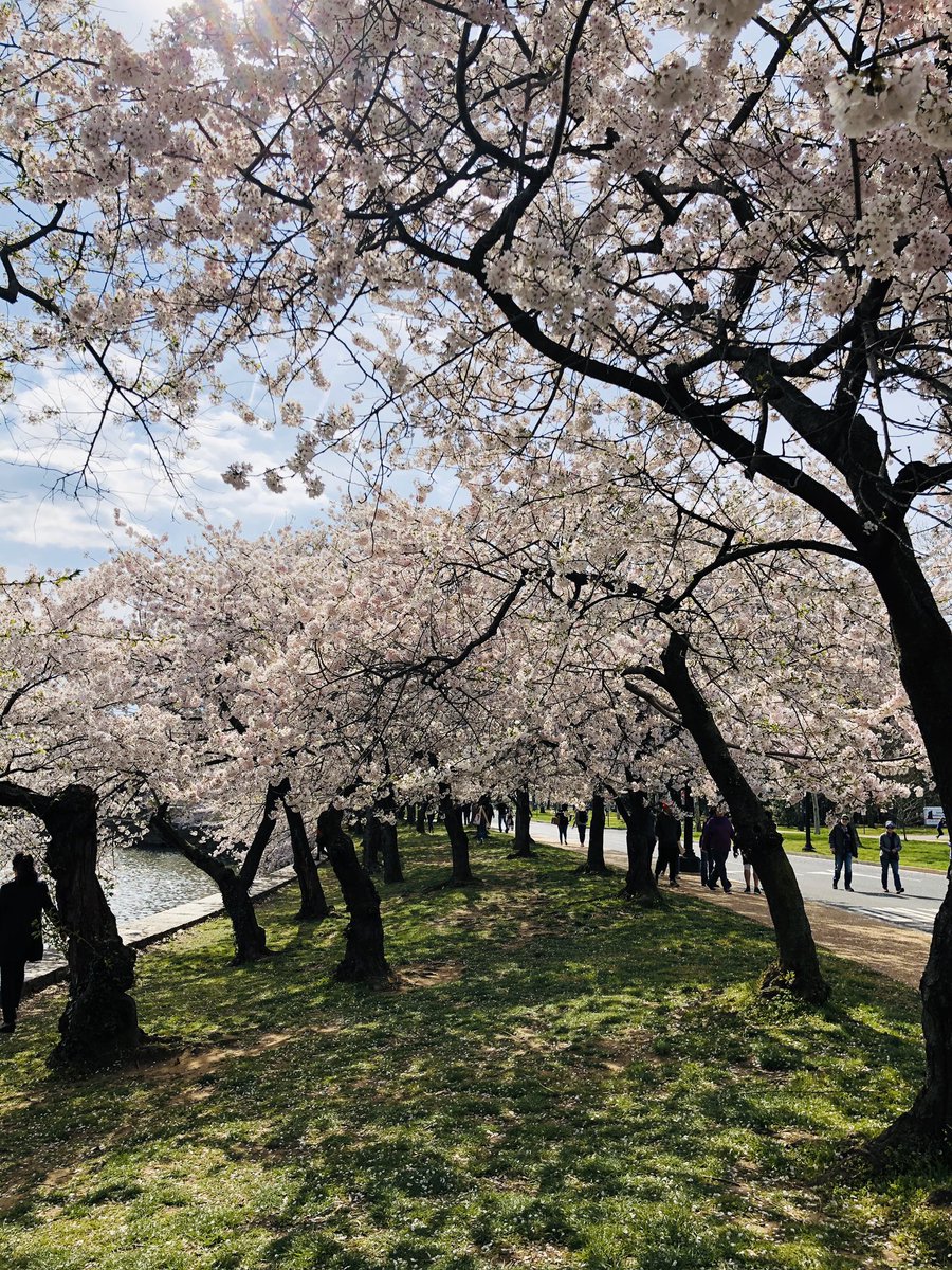PriyaniMalik's tweet photo. #cherryblossom #WashingtonDC https://t.co/kmYXjZF91i
