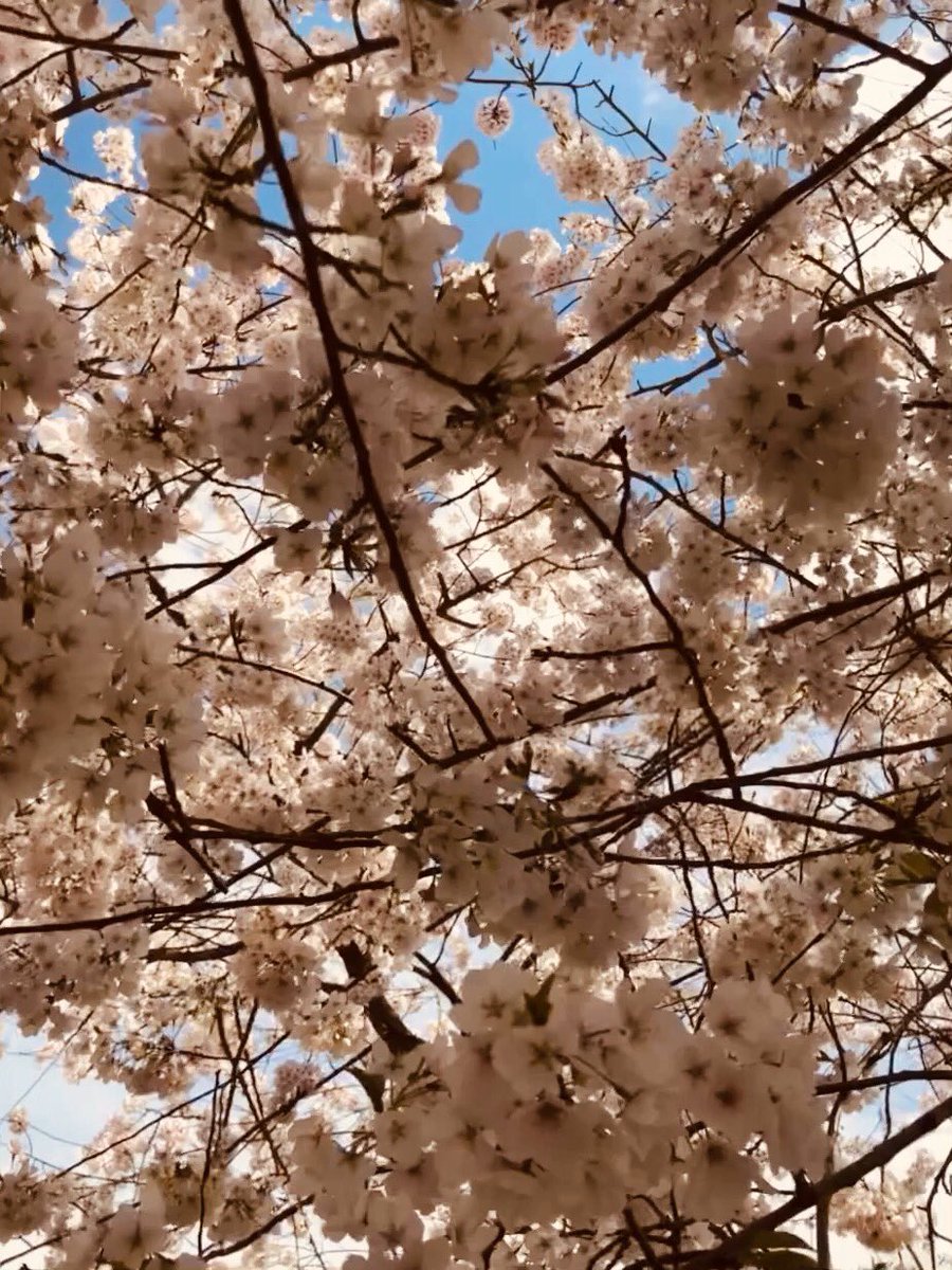 PriyaniMalik's tweet photo. #cherryblossom #WashingtonDC https://t.co/kmYXjZF91i