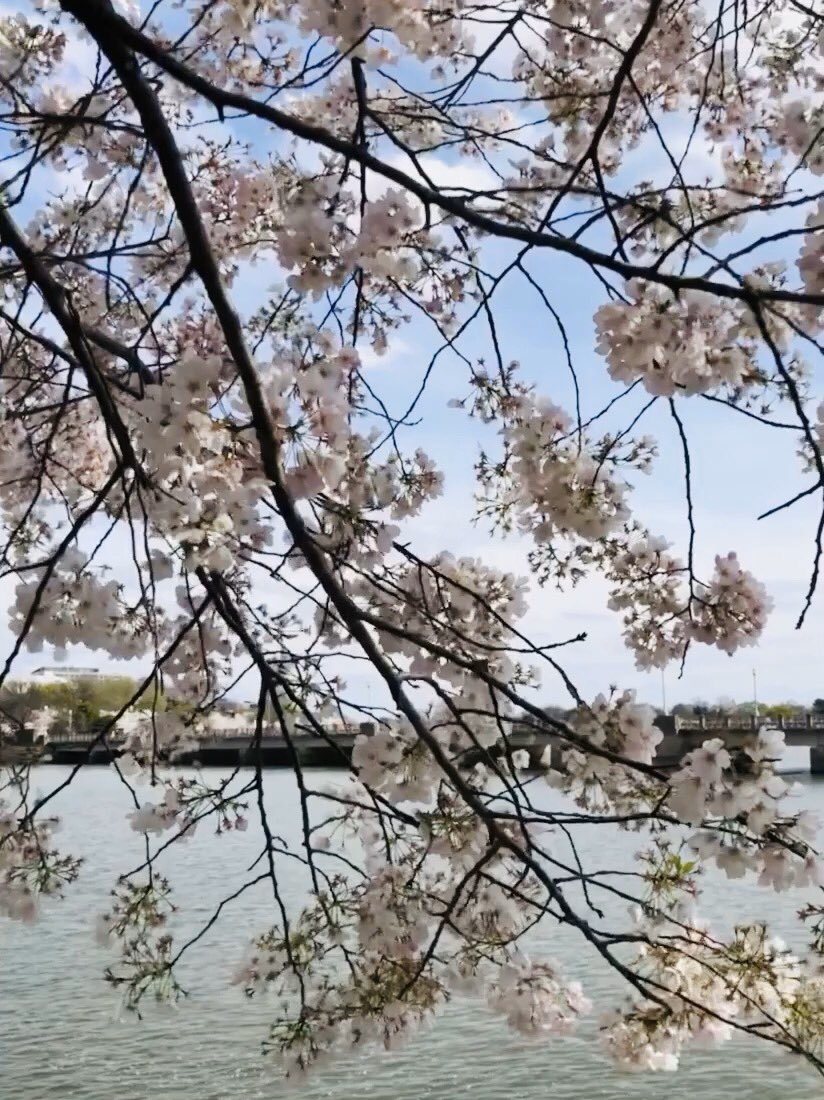 PriyaniMalik's tweet photo. #cherryblossom #WashingtonDC https://t.co/kmYXjZF91i