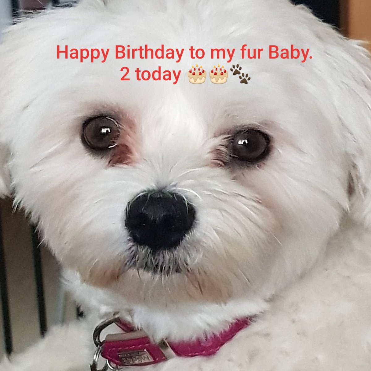 Happy Birthday Lily 🎂🎂🐾❤