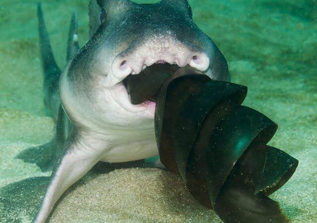 ネコザメのtwitterイラスト検索結果 古い順