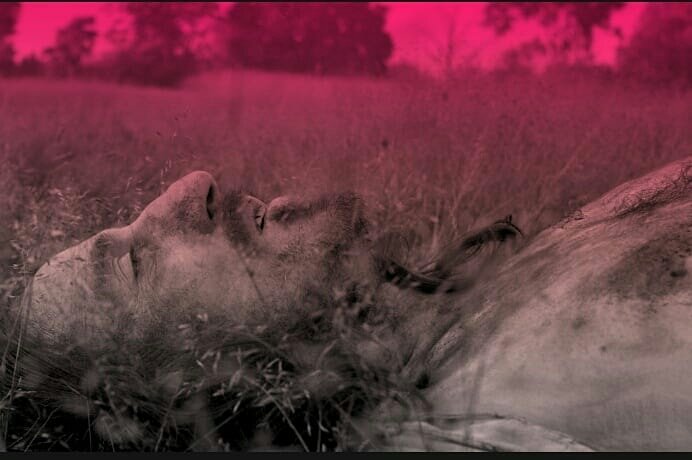 Michael Smiley in A Field in England. (My edit)

#benwheatley #AFieldInEngland #afie #myedit #MichaelSmiley #britishmovie #britcinema #britishactor #britishdirector