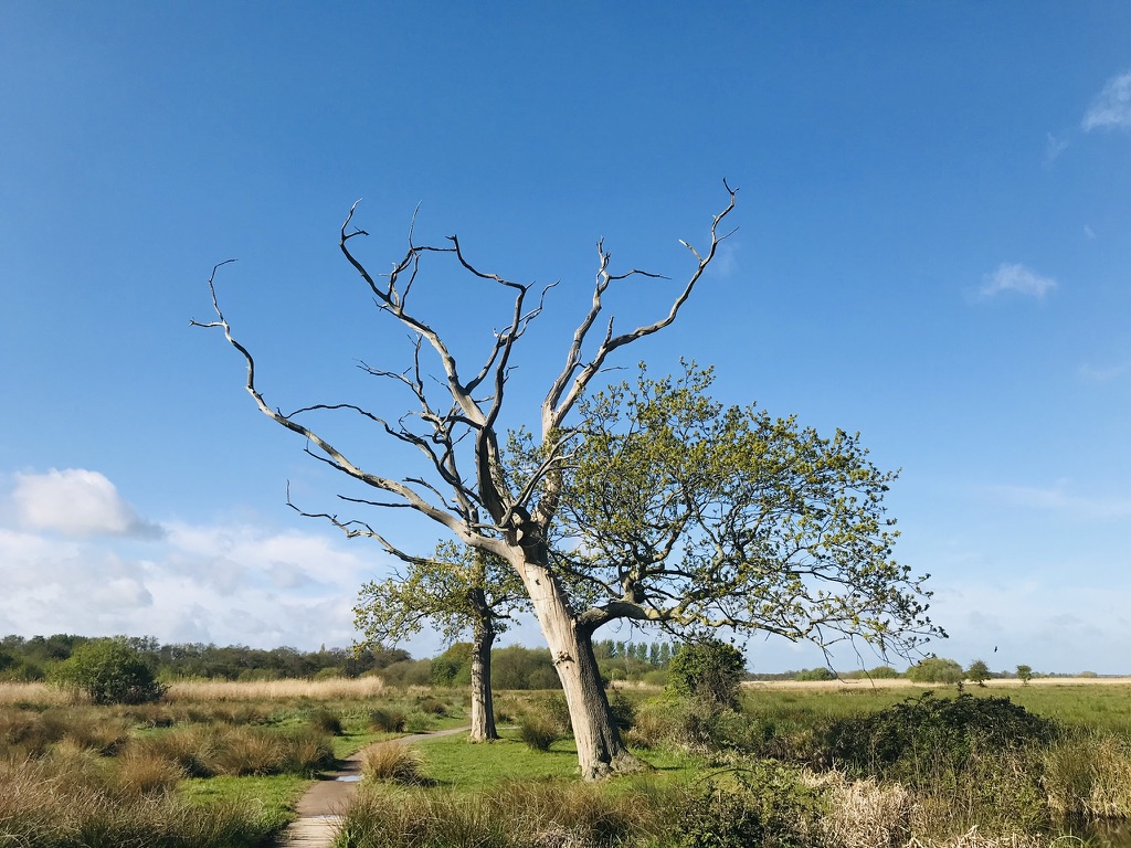 SWTCarltonMarsh's tweet photo. Spratt’s Water Footpath is CLOSED @CarltonMarshes. A new access for all footpath will open in the summer, for everyone to enjoy in the future. 🙁#Lighteningtrees will not be accessible. Sorry for the disruption #StayHomeSaveLives @SWTWaveney @suffolkwildlife @SWTBroadsWarden https://t.co/OGApXcv0fC