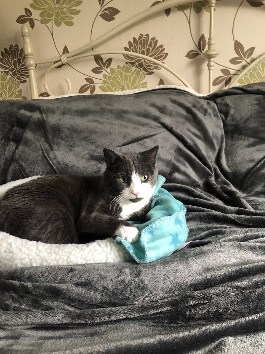 maisiethecatuk's tweet photo. Thank you all for taking part in #catcaption yesterday. Well done @louistabbycat for the win! A small donation has been made to our local @RSPCA_official branch on your say so. #isolatingcatsuk #catsoftwitter https://t.co/KNV4ERTVRm