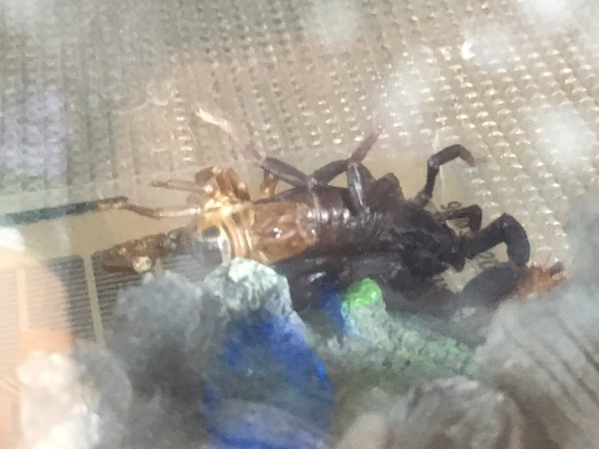 副担 サソリくん脱皮中 初めて脱皮してる最中を見た チャグロサソリ アジアンフォレストスコーピオン