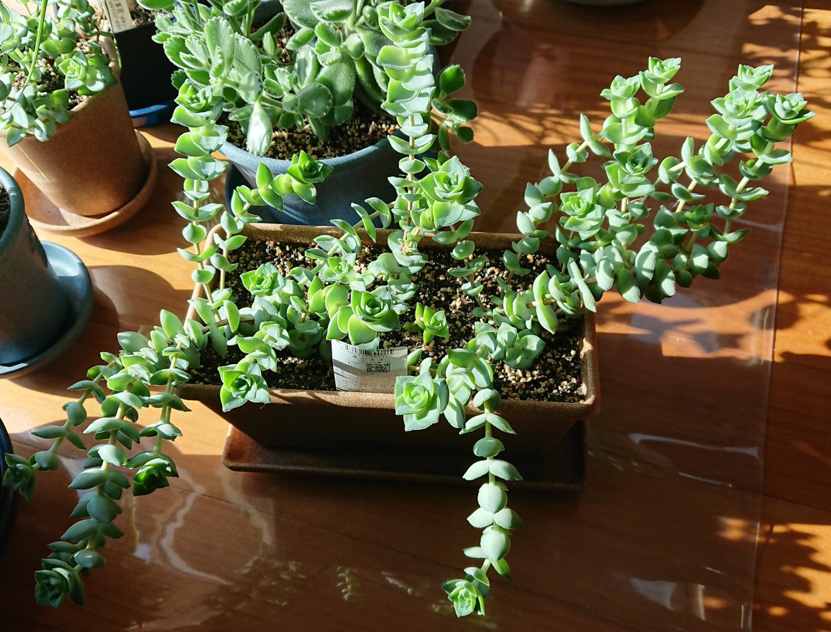 あてく בטוויטר 劇的ビフォーアフター 増えすぎて困ったので 首だけ植えてみた 多肉植物 星の王子 あてく בטוויטר 劇的ビフォーアフター 増えすぎて困ったので 首だけ植えてみた 多肉植物 星の王子