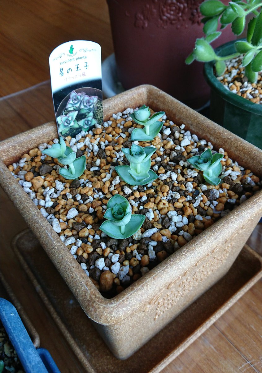 あてく בטוויטר 劇的ビフォーアフター 増えすぎて困ったので 首だけ植えてみた 多肉植物 星の王子 あてく בטוויטר 劇的ビフォーアフター 増えすぎて困ったので 首だけ植えてみた 多肉植物 星の王子