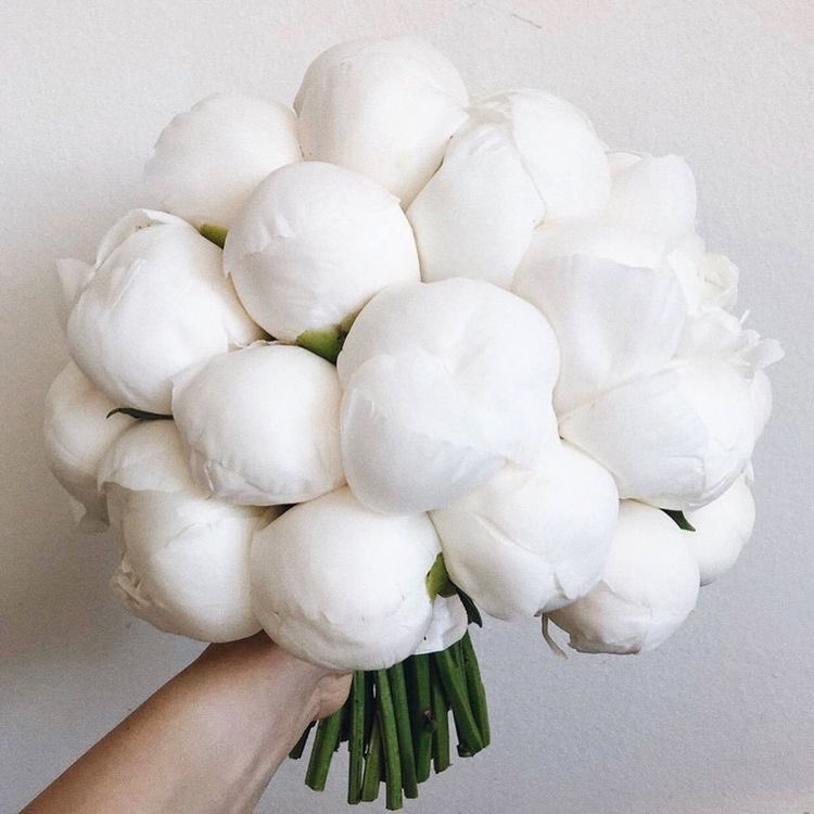 aleriveramac's tweet photo. Peonies >>>>😍😍 https://t.co/D5ivemXh2C