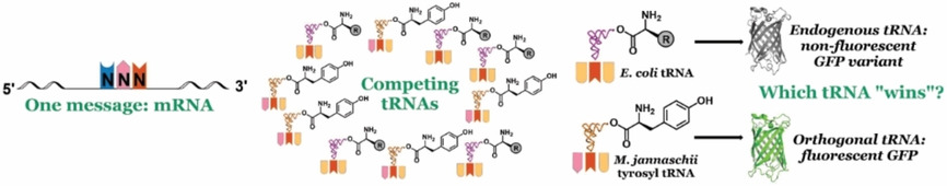 ChemBioChem's tweet image. The influence of competing tRNA abundance on translation: Quantifying the efficiency of sense codon reassignment at rarely used codons #syntheticbiology #geneticcodeexpansion #proteinengineering (Fisk @CUSystem @CUDenver) doi.wiley.com/10.1002/cbic.2…