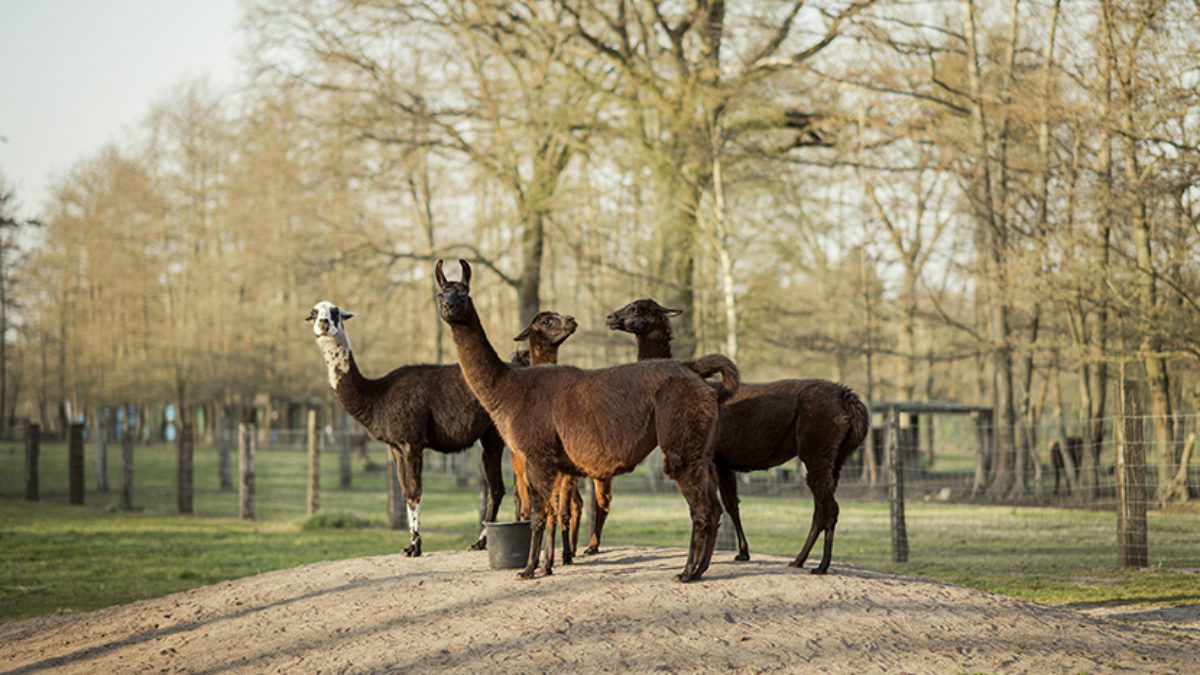 covid_hack's tweet photo. Antibodies of this lama,named Winter,to develop their antibody against SARS-CoV-2.
#protein, called the #spike,allows the #virus to #break into host cells.Initial #tests #indicate that the #antibody blocks #viruses that display this spike protein from #infecting cells in culture. https://t.co/o4YerfYBLy