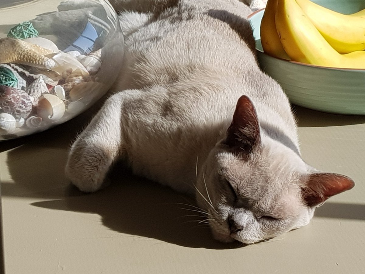 I'm in trouble 😣 
But what's a cat supposed to do when the last sun puddle is on the table between the shells and nanas ? 
#SorryMum