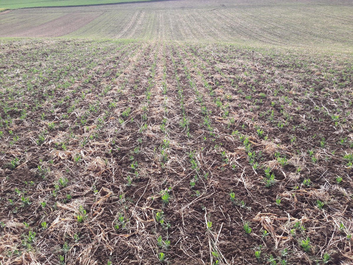 GuyotVincent02's tweet photo. Tour de plaine du #1erMai
1 - #blé de printemps
2 - #pois de printemps au #Carrierdrill @VaderstadFrance avec précédent @_missbetter
3 - #pois de printemps au #Tdrill #Guilbart en #A2C
4 - @_missbetter dans la vallée de #SpaceMontain, là ça va, en haut : y a rien 😨. https://t.co/8DLmlnazGK