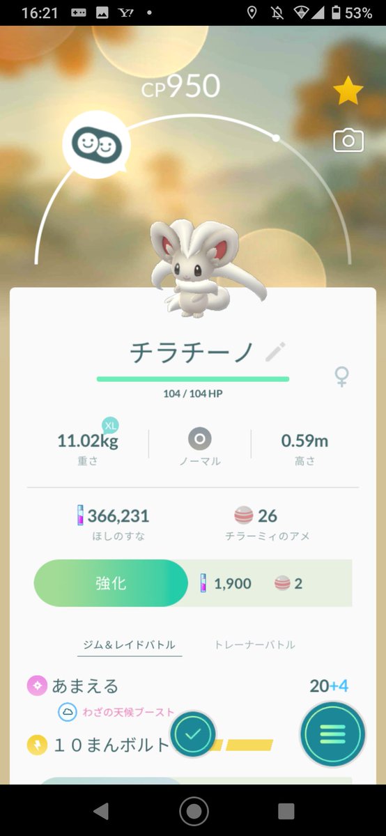 えいくあ チラーミィをチラチーノに進化したからニックネームをチノにした件 次はオスのチラーミィ捕まえたら進化させてチノすけと名付ける予定 ポケモンgo