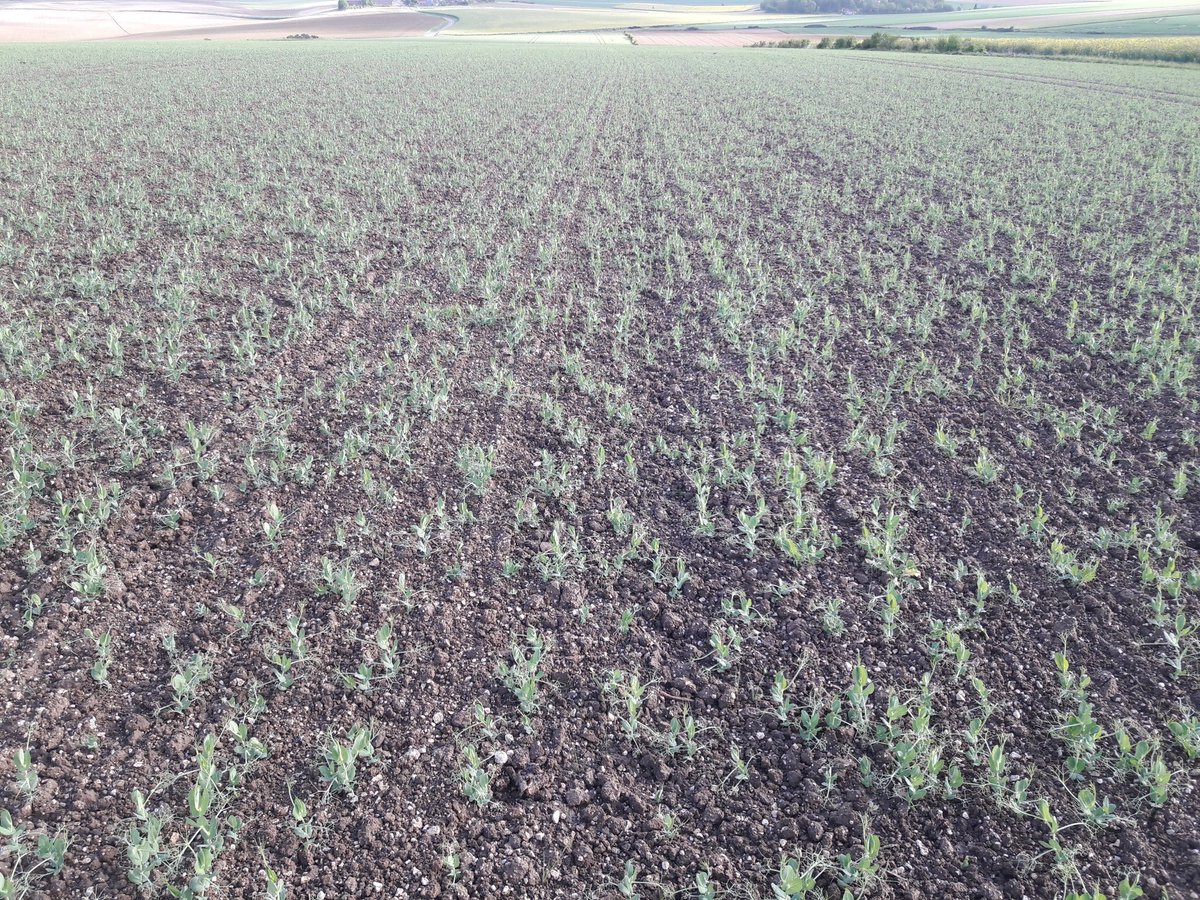 GuyotVincent02's tweet photo. Tour de plaine du #1erMai
1 - #blé de printemps
2 - #pois de printemps au #Carrierdrill @VaderstadFrance avec précédent @_missbetter
3 - #pois de printemps au #Tdrill #Guilbart en #A2C
4 - @_missbetter dans la vallée de #SpaceMontain, là ça va, en haut : y a rien 😨. https://t.co/8DLmlnazGK