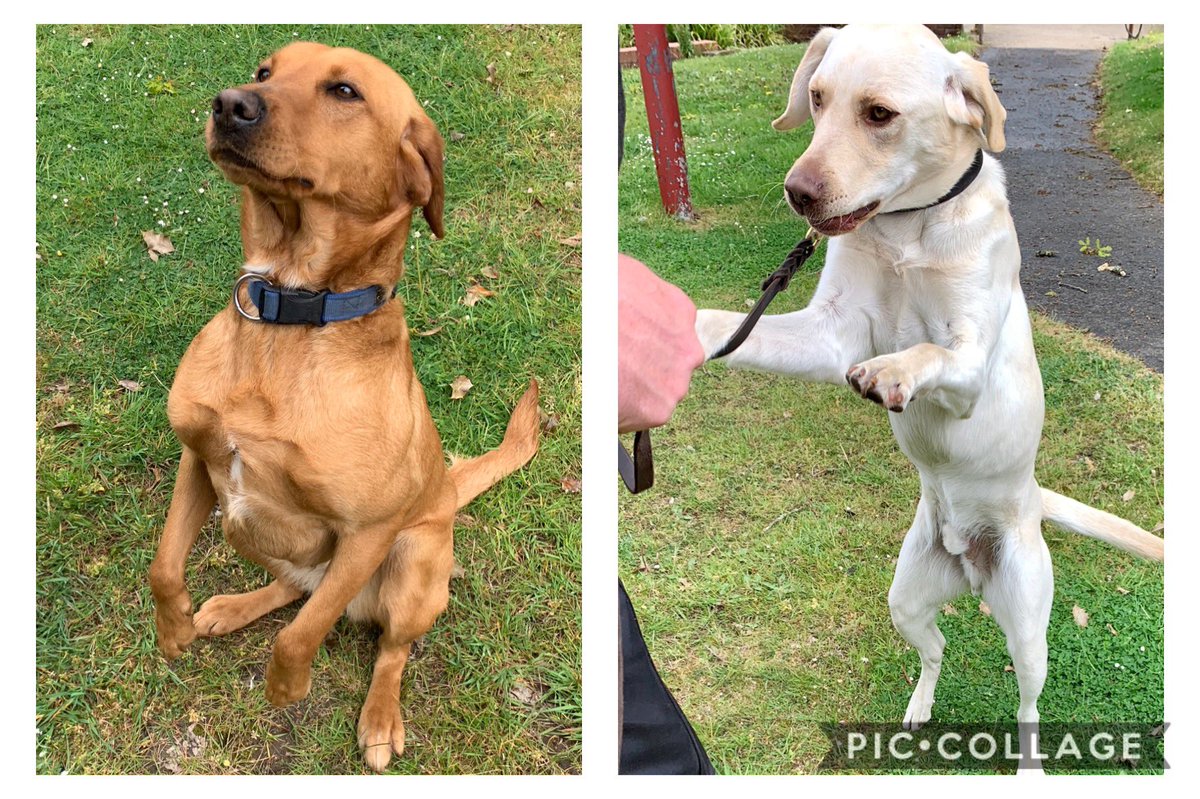 PD Amber and TPD Bear getting limbered up this morning ready to have a crack at the @thebodycoach workout. Who else is with us? MOUNTAIN CLIMBERS!! #letsgetphysical #joewicks #feeltheburn #iwouldratherbeinmykennel