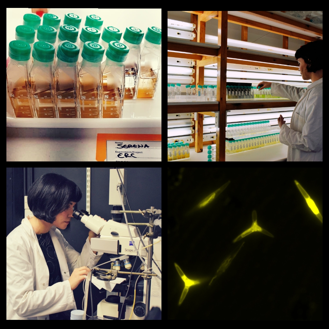 thembauk's tweet photo. How do phytoplankton sense and respond to light stress? Postdoc Serena @Jorgendottir works with Colin Brownlee on #diatomphysiology, looking at links between intracellular calcium signalling and light stress in #Phaeodactylum. Also keen on: #photoprotection #microscopy #cryostuff https://t.co/cj8c1YnazJ