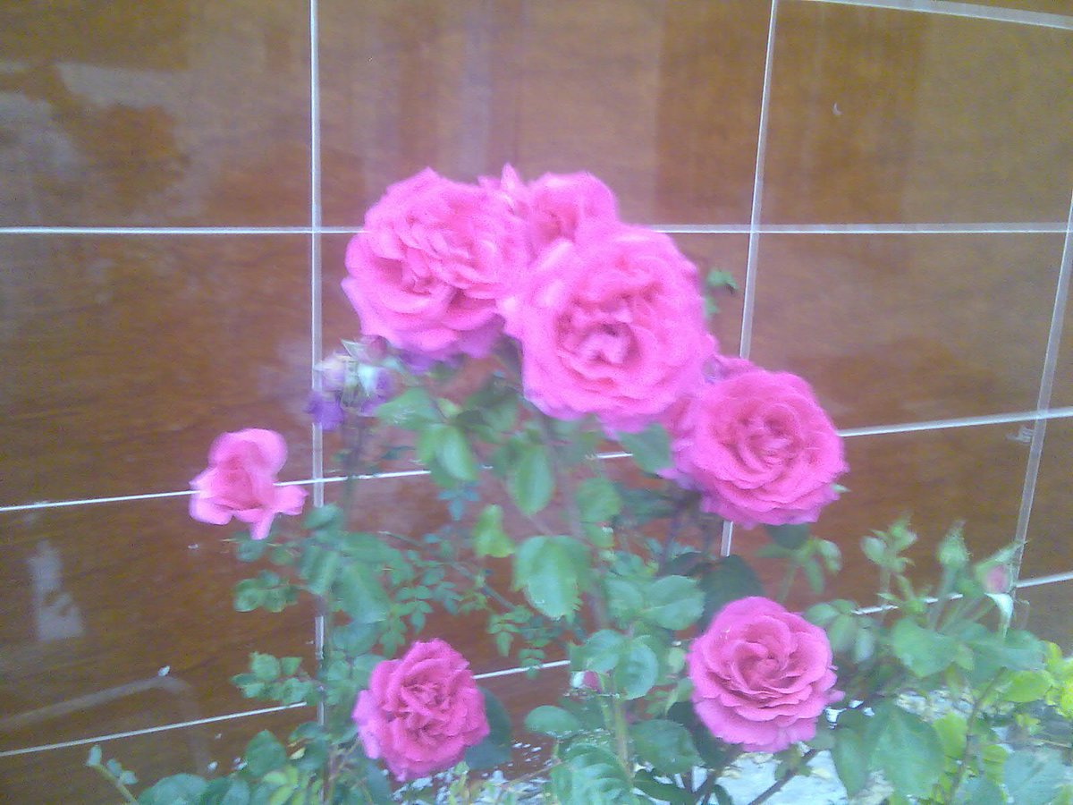 basemebraheem1's tweet image. 