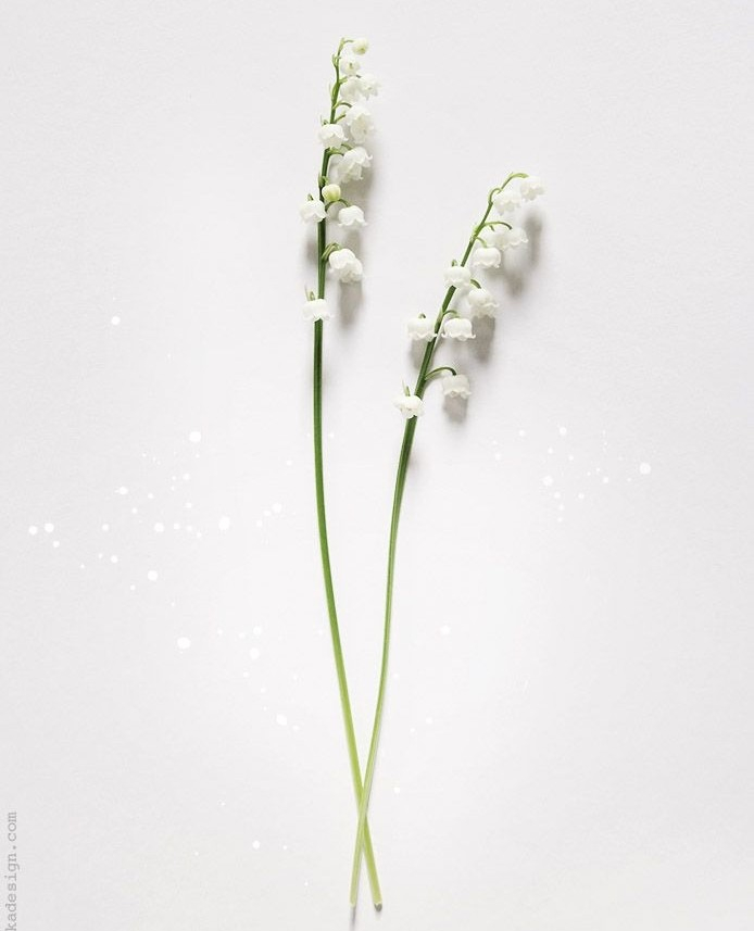 MAY DAY MUGUET⁠

Happy May Day everyone 😘⁠
⁠
⁠📷 <a href="/kavkadesigns/">KAVKA Designs</a> 
#mayfirst #muguet #lilyofthevalley #mayday #spring #elixseri #puretechbeauty #reviews⠀⁠