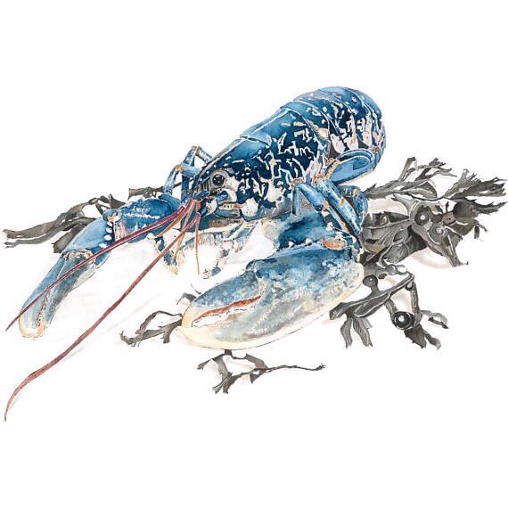 Thanks <a href="/LizAckerleyArt/">Liz Ackerley</a> for the #artchain nomination
My #seafood inspired paintings are created using the blotted line technique &amp; watercolour
I nominate <a href="/russellherron/">russell herron</a> <a href="/taniabusschau/">Tania Busschau SGFA</a> @celestini62 if you fancy having a go at sharing your art 🎨😄