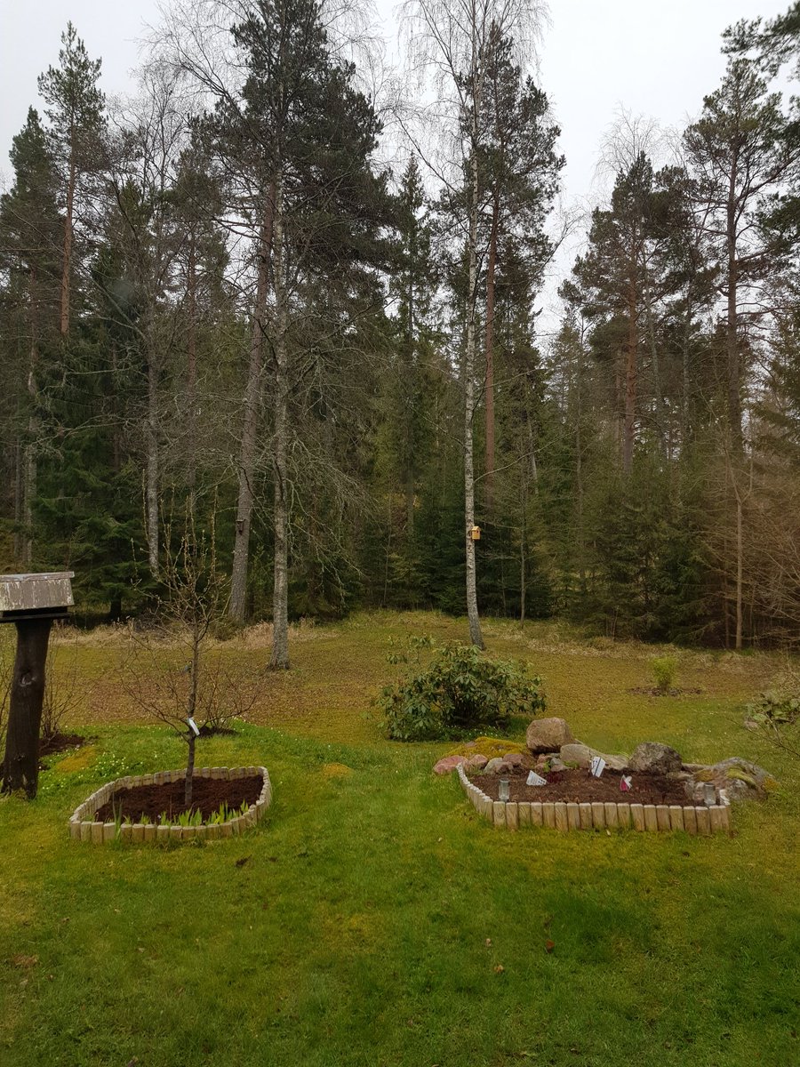 Vickiboukasott's tweet image. En väldigt väldigt grå #1amaj #landet #vätö 🌲🐦🐿☁️