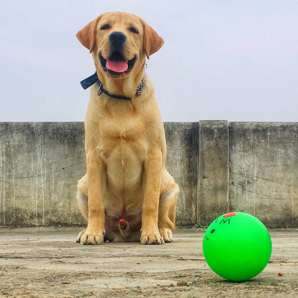 tyson_the_labby's tweet photo. Well the ball is not gonna throw itself , my hoomans are so stupid .
.
..
.
.
.
.
.
.
.
.
.
.
.
.
#dogs #dogsoftwitter #dogsofinstagram #dogsduringlockdown #labrador #puppylife #puppy #cutedogs https://t.co/FDXkjpMsD9