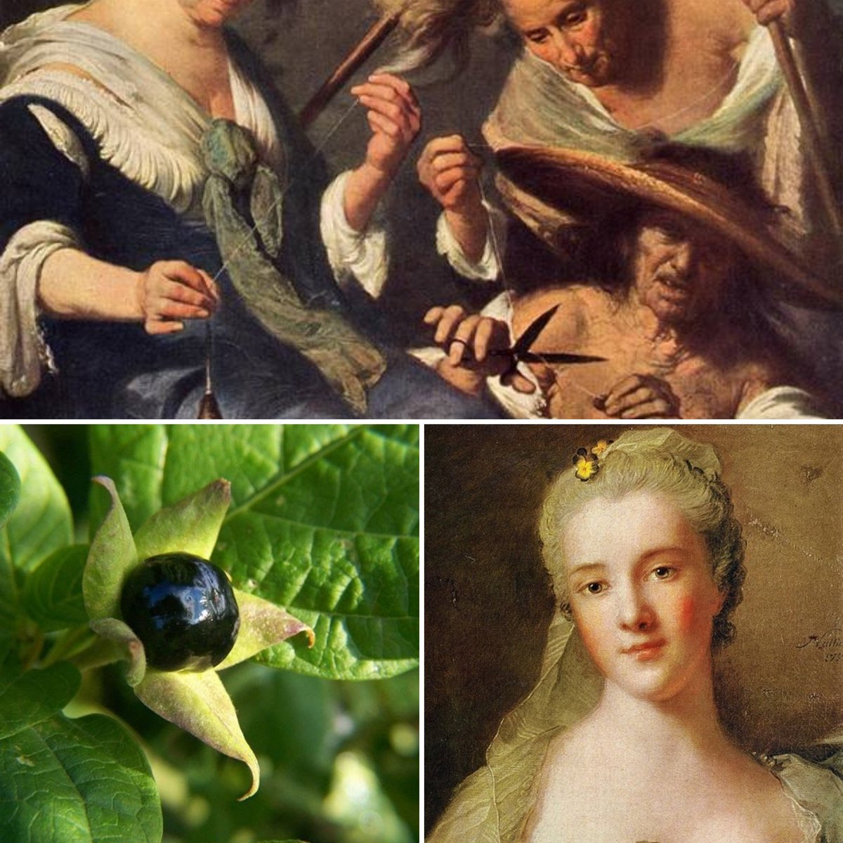 donneconlegonne's tweet photo. Sapete 🧐 perché il potente veleno🐍 si chiama "belladonna"?
No? Seguimi su Fb #belladonna #veleno #storia #leggende #donneveneziane #figliedizeus #bacche #bacchevelenose #bacchelucenti #pianta #curiositá #storie #utilizzi #amazing #art #beautiful #bestoftheday #flower https://t.co/23SPUBDYIS