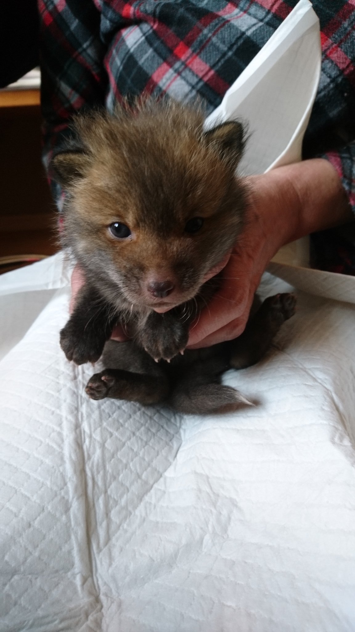 子犬と思ったら子犬じゃない 飼い主を探したつもりが とんでもないことに 驚きの結末はこちらwww しきのトレンド