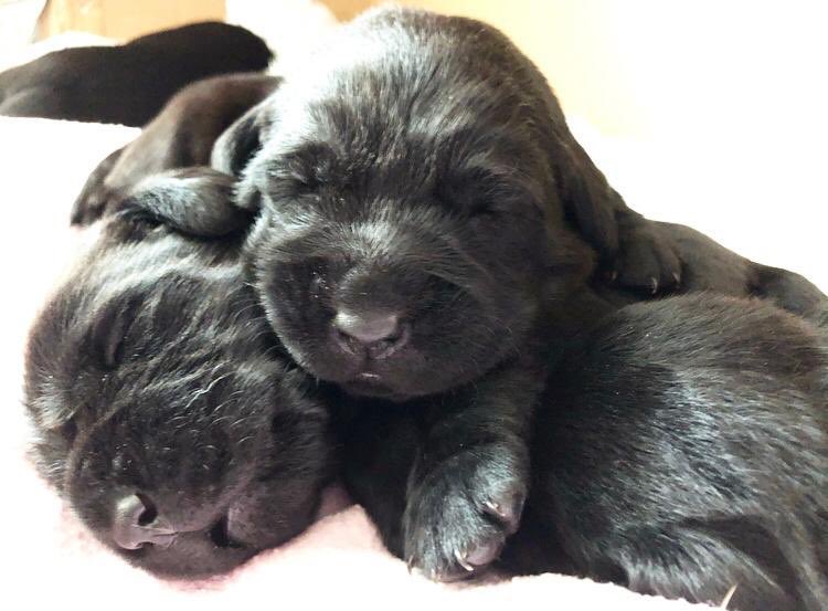 MeJacway's tweet photo. A tale of two dogs.#pupupdate Georgie, 16 days old (thanks @AnnaPrice218 for the photo) and Taz, who really may or may not be broken! #lablove #ourgirls Taz❤️ Georgie❤️ https://t.co/IfWtDy23vZ