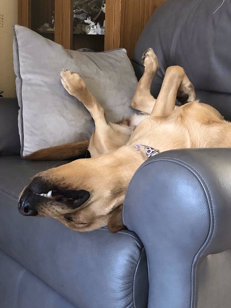 MeJacway's tweet photo. A tale of two dogs.#pupupdate Georgie, 16 days old (thanks @AnnaPrice218 for the photo) and Taz, who really may or may not be broken! #lablove #ourgirls Taz❤️ Georgie❤️ https://t.co/IfWtDy23vZ