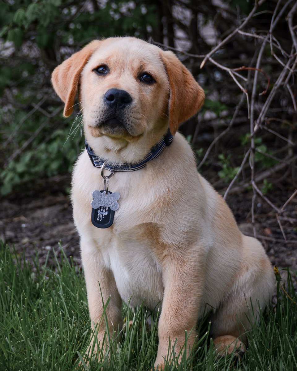 How about a #FlashbackFriday of a 12 week old Mattis! Crazy how time flies. Never would have imagined what this pup would accomplish and inspire in just 3 years. #IfNotUsThenWho