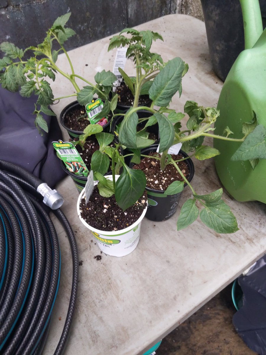 dapper_teacher's tweet photo. @imsoconfusedman is baking bread and I have new plant babies, are we doing quarantine right? https://t.co/UspmmXzwAK