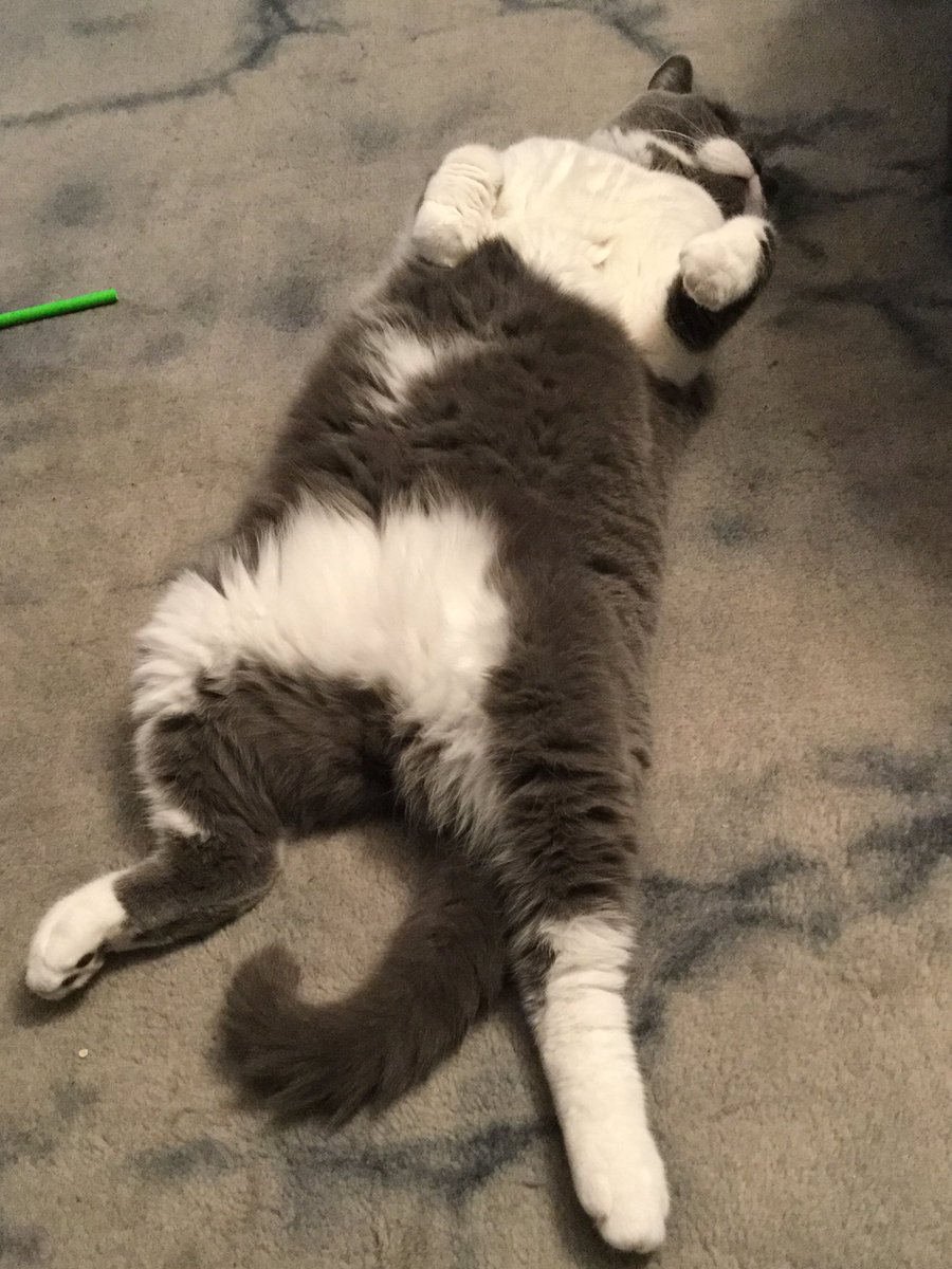 LordGraydon's tweet photo. It’s grey and rainy but all jelly welly here....😹😹😹😹
Enjoy #JellyBellyFriday my pals 💖to yoos all....
#CatsOfTwitter https://t.co/Ei6nCex2pG