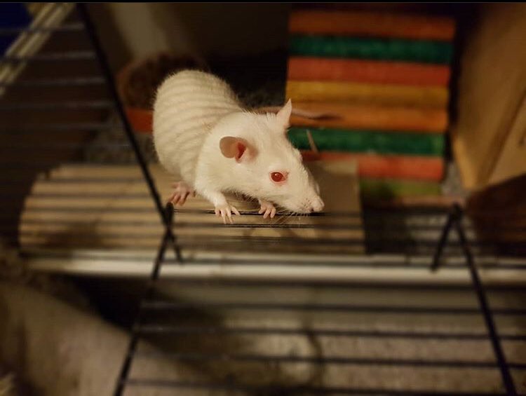 My little Luna...🥰🥰🥰
#petrats #rats #ratsoftwitter #pets