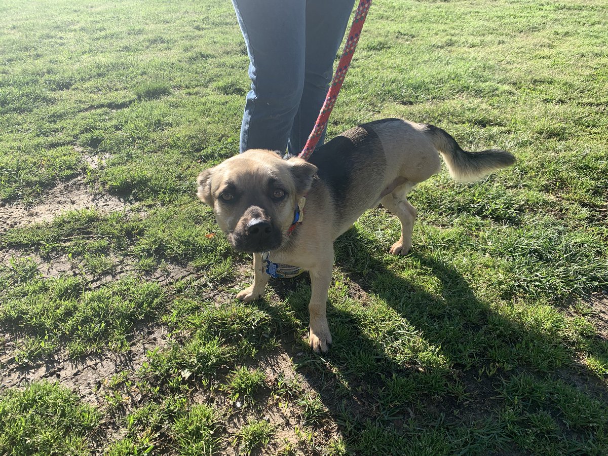 doghauler's tweet photo. Scooter is so sweet and ready to go to his new family. #petsllc https://t.co/HJeMJrNXBs