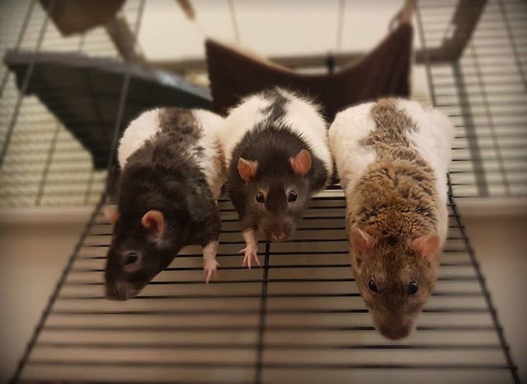 3 snouts!😍

Mixed🐀, Rex🐀 and Quill 🐀💕

#rats #petrats #ratsoftwitter #ratsofinstagram #rodent #L4L instagram.com/ratsinblankets…