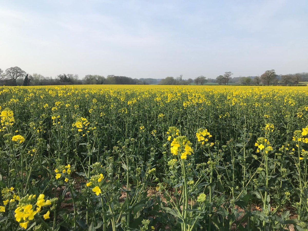LGSeedsUK's tweet photo. Moisture and vigour are key to getting oilseed rape crops away, according to Shropshire-based farmer John Preece and his son Philip 🌱 --> https://t.co/dDPmhZJIdt #LGtips #fromthefarm https://t.co/ugtRnKV3ye