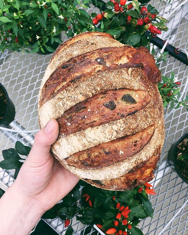 fieldandfiregr's tweet photo. The ultimate comfort bread > > Jalapeño Cheddar. Coming to you this Cinco de Mayo. Preorder yours by Friday night. It will be a limited bake. 616-551-3491
#jalapeño #cheddar #jalapenocheddar #bread #cincodemayo #comfortfood @cabotcheese #extrasharp #bodegasanmarcos https://t.co/1lCuF42T4K