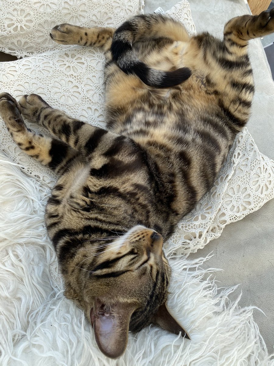 BengalWilma's tweet photo. Frank has that Friday feeling 😹🐾❣️ #BoyPose #LittleFrank #FridayFeeling #chilled #CatsOnTwitter https://t.co/7mWwEzxec1