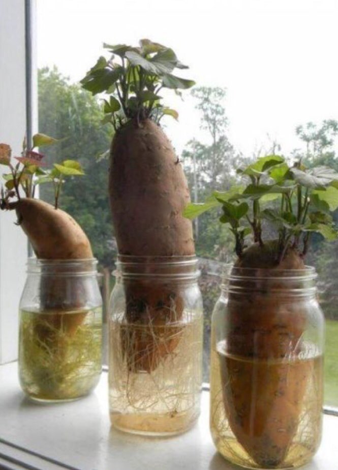 plantpowerbabe's tweet photo. Save your food scraps &amp; you’ll never have to visit a grocery store again 😉🍎🍓🥝🥑🌽🥕🥔🌶 https://t.co/XXsMgaPHqQ