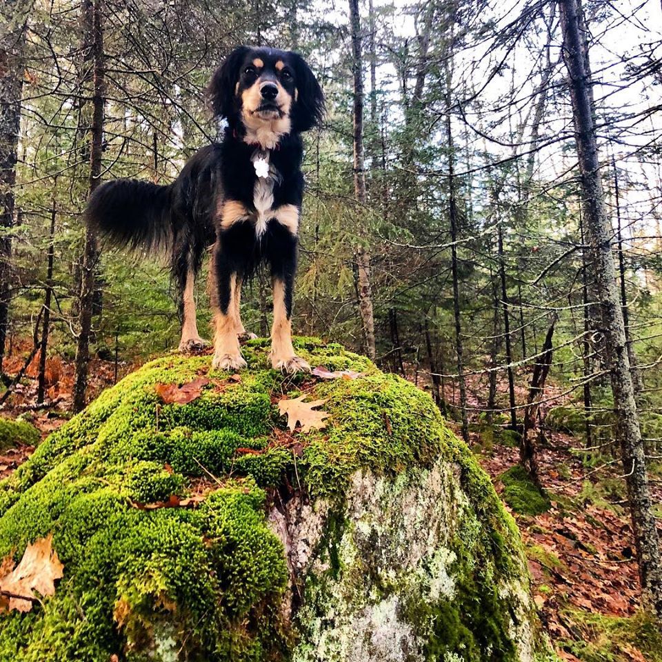miloinmaine's tweet photo. Happy May Day from Clover! #WolfesNeckWoods #Maine https://t.co/WYBIiOMdeF
