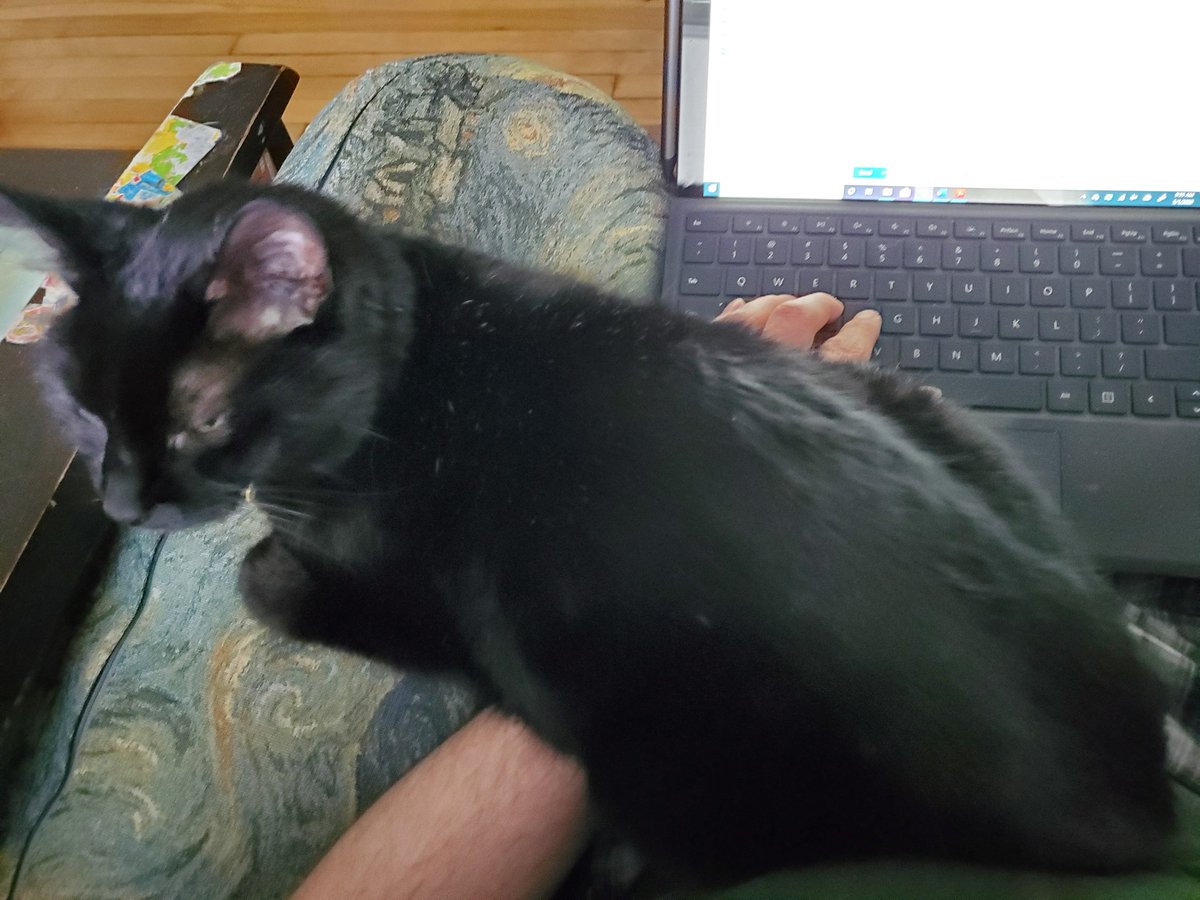 ProfTags's tweet image. Hi, I'm Gramsci and I twice put myself because of top of my human's arm, making typing very difficult #CatsOfPoliSci #KittyTA